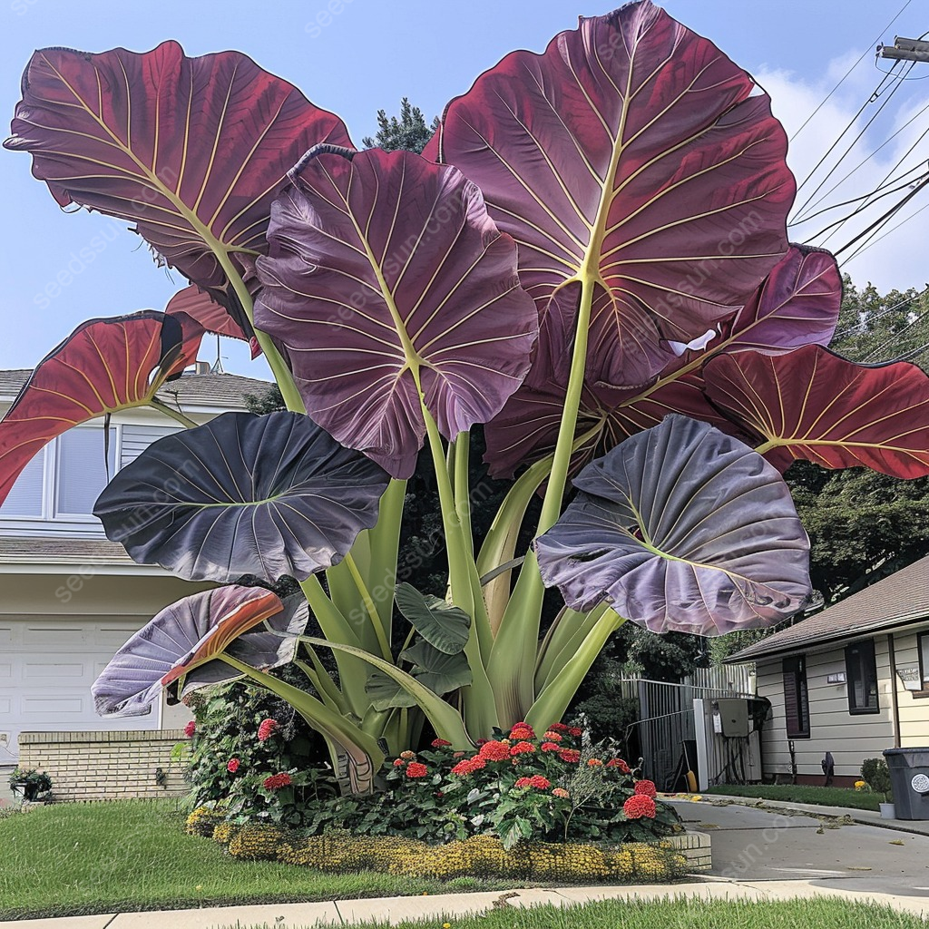 Giant Caladium Seeds