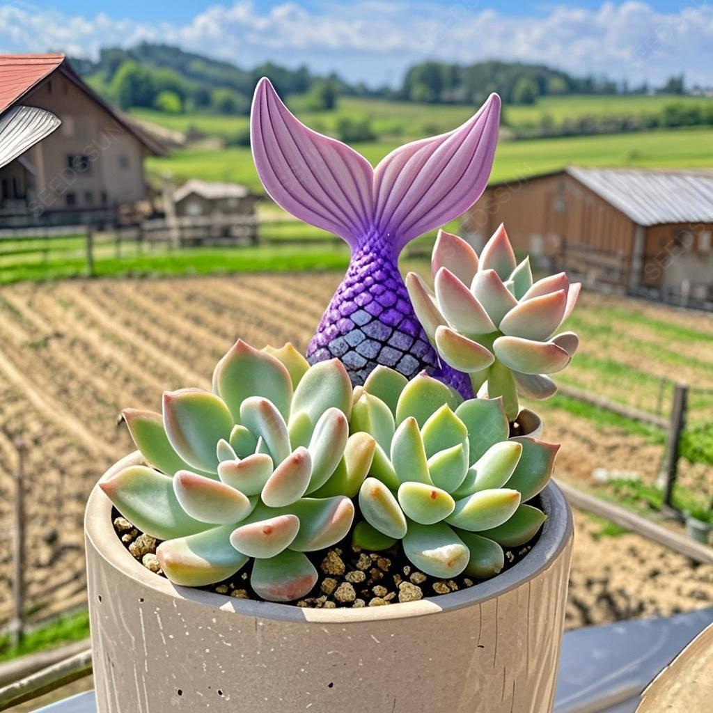 Fishtail succulent seeds