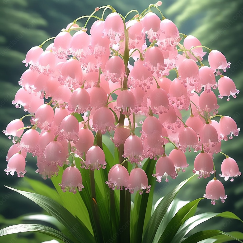 Lily of the Valley Seeds Four Seasons Flowers Sleeping Plants