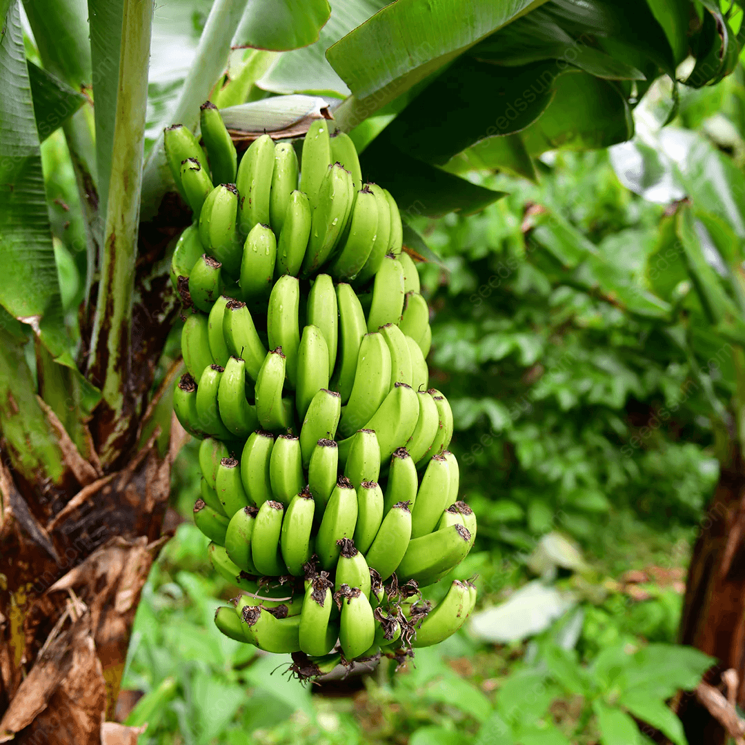 Banana Seeds