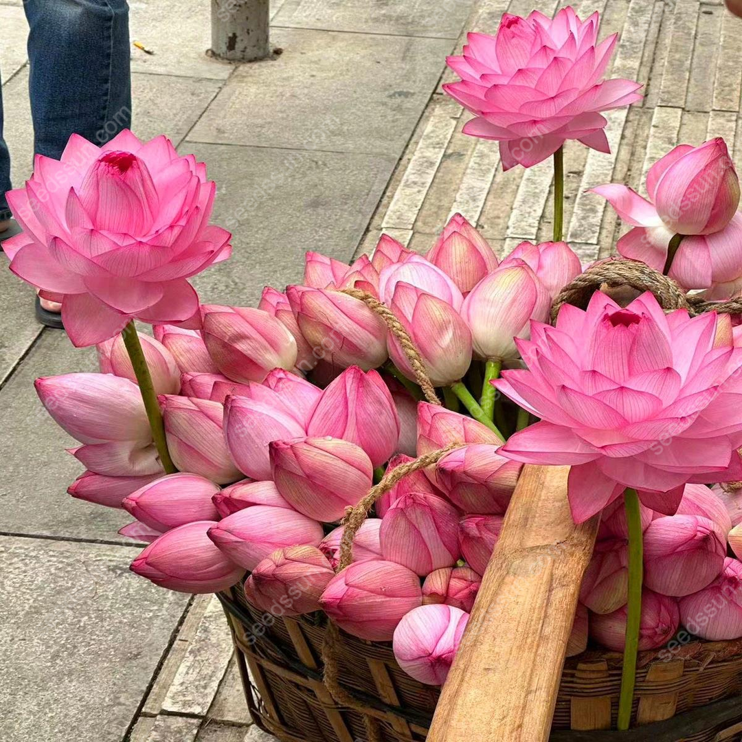 Nymphaea tetragona Seeds🪷【7 days germination】Last Day Sale - 60% OFF