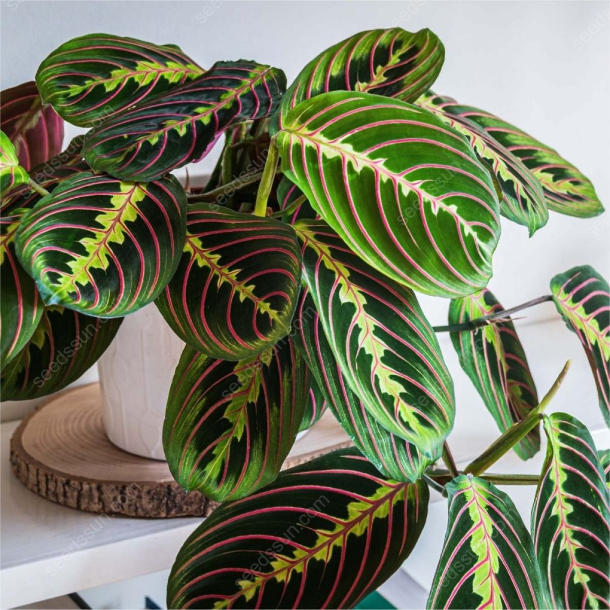 Maranta Seeds