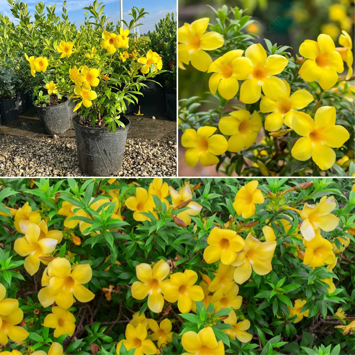 Mansoa Alliacea Seeds