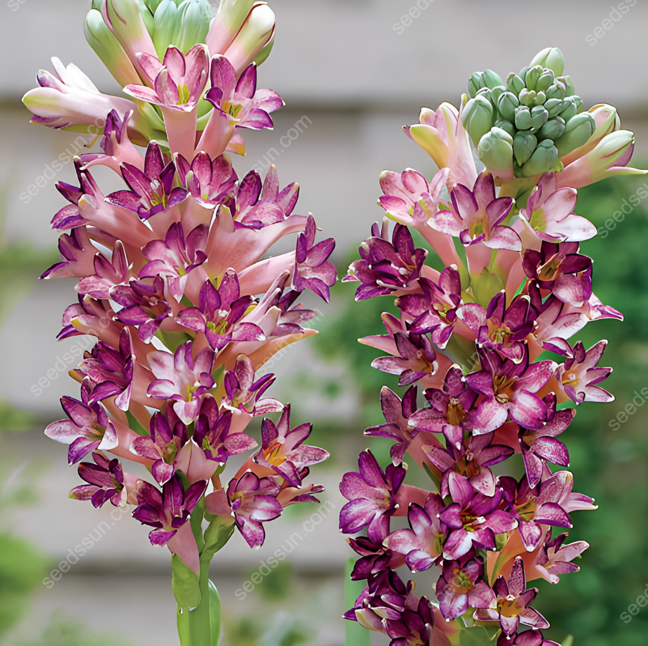 Tuberose Seeds