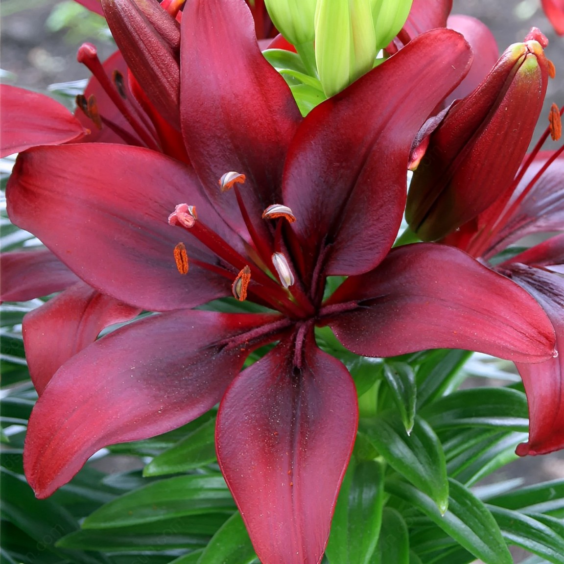 Lily bulbs