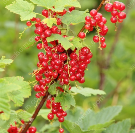 Currant Seeds