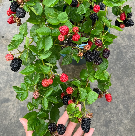 Giant Blackberry Seeds