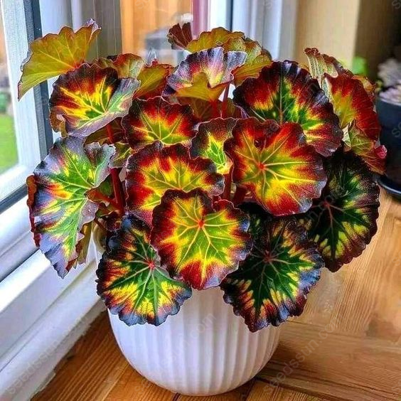 Colored Caladium Seeds