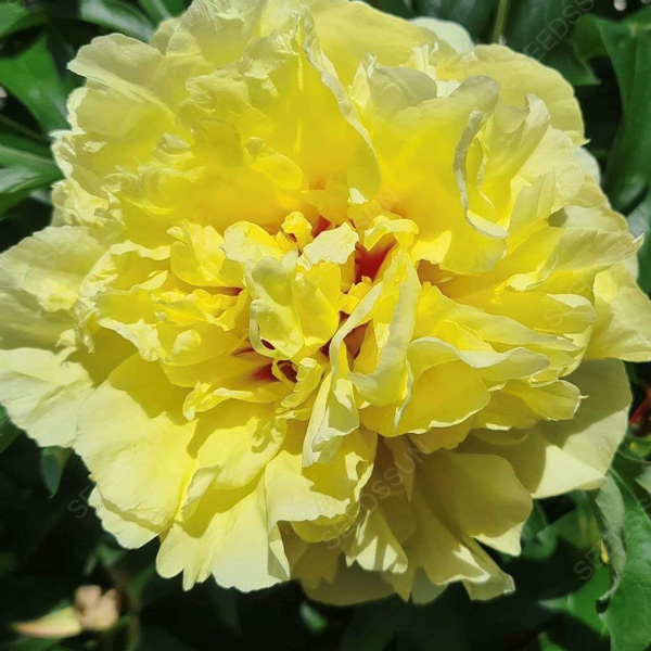 Double Peony Seeds