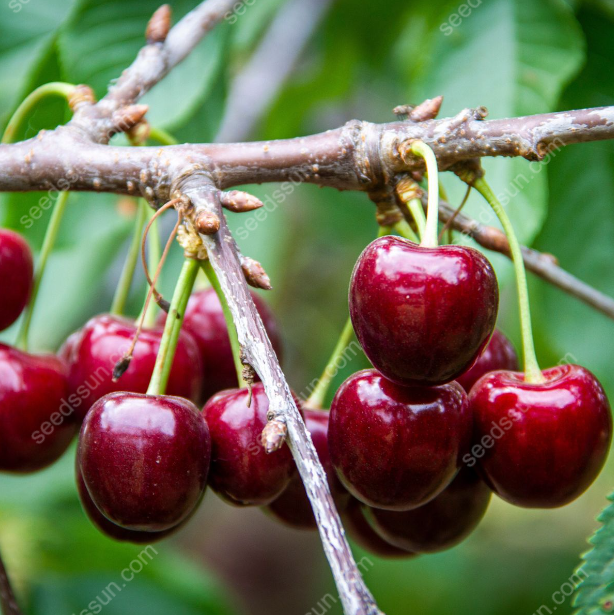 Prunus avium Sweet Cherry Seeds