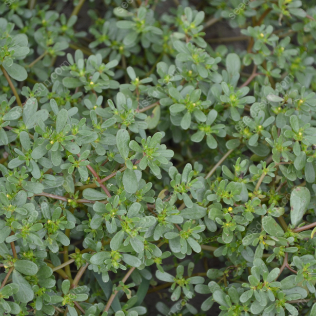 Portulaca Oleracea Seeds