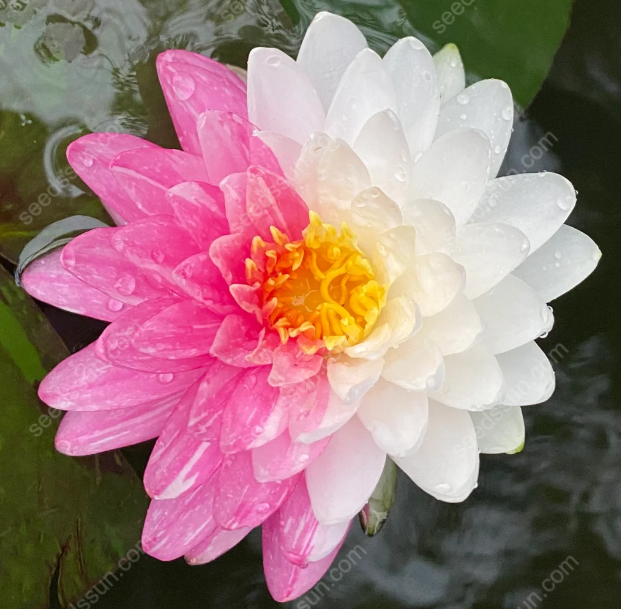Nymphaea 'James Brydon' Seeds
