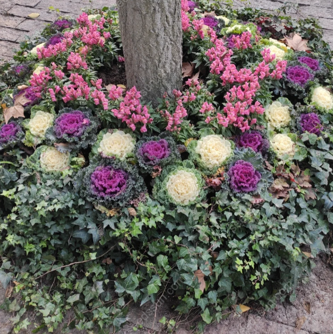 Brassica oleracea var. acephala Seeds