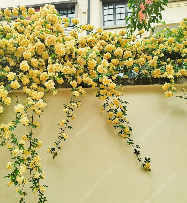 Redwood Creeper Flower Seeds🥰Last Day Sale - 60% OFF