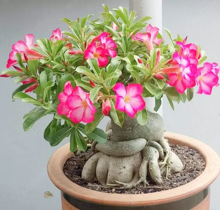 Desert Rose Seeds