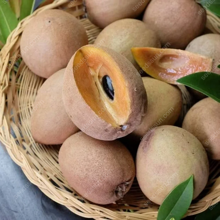 Fresh Rare Organic Theobroma Cacao Chocolate Tree Seeds