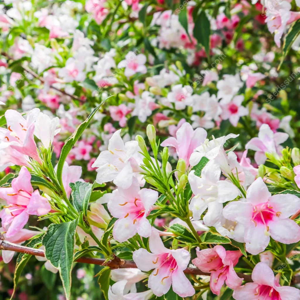 Weigela Florida Seeds