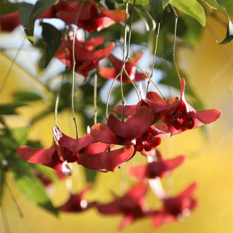 Mascagnia Macroptera Seeds