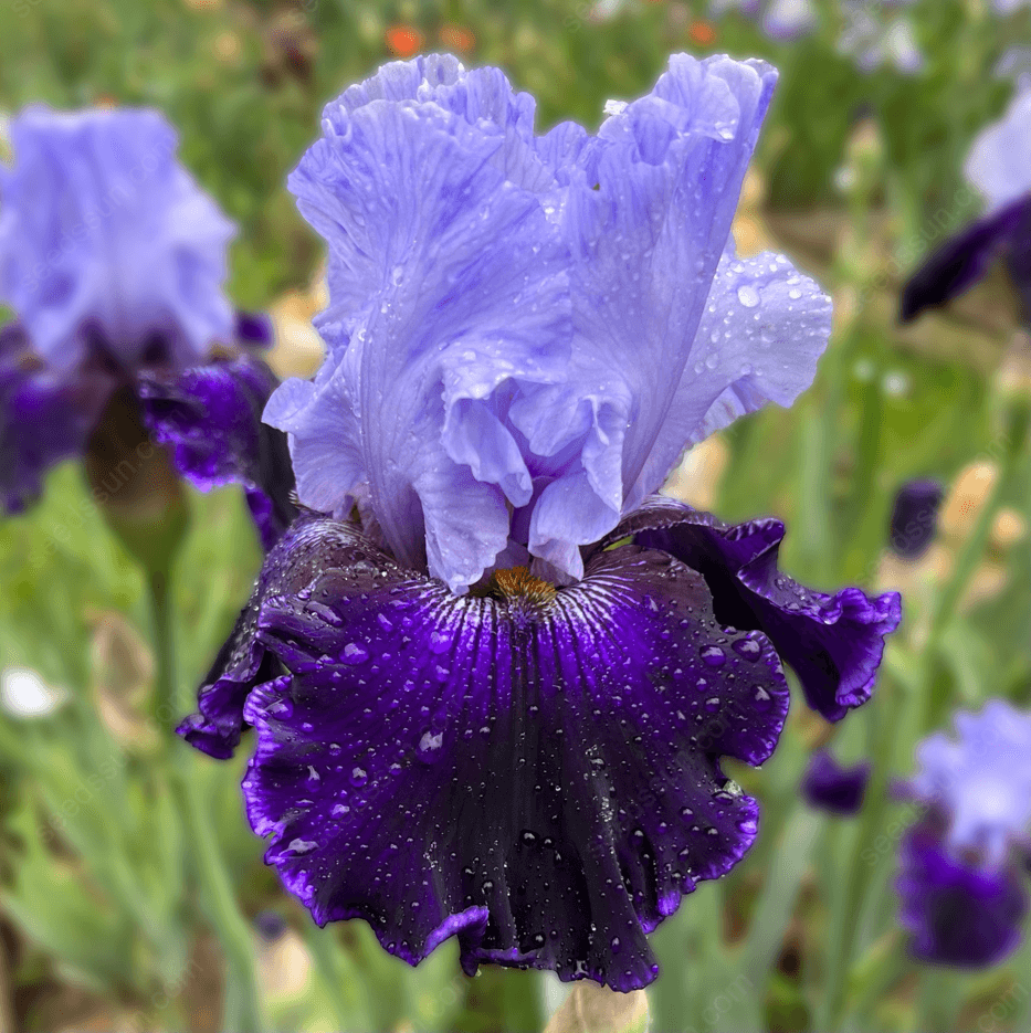 Iris - Easy to Grow Perennial-Flower Bulbs