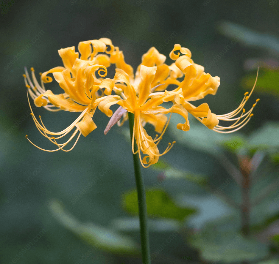 Spider Lily Blubs