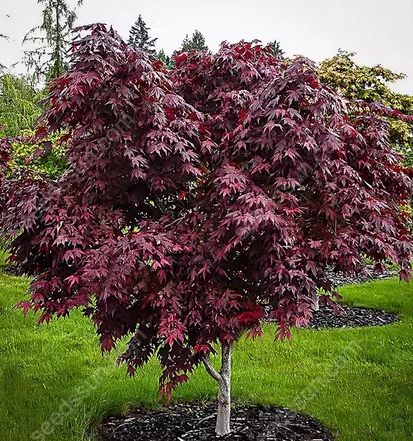 Acer Palmatum Seeds