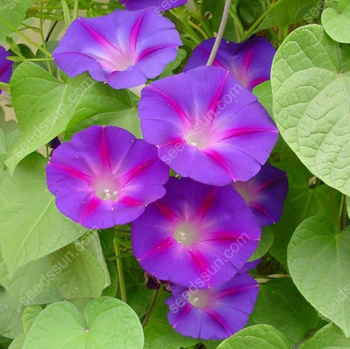 MOONFLOWER SEEDS