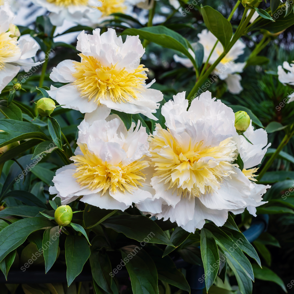 Peony Seeds"Honey Gold"