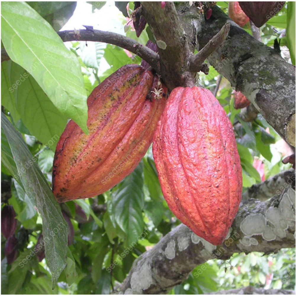 Fresh Rare Organic Theobroma Cacao Chocolate Tree Seeds