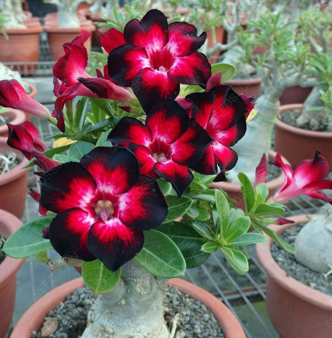Desert Rose Seeds