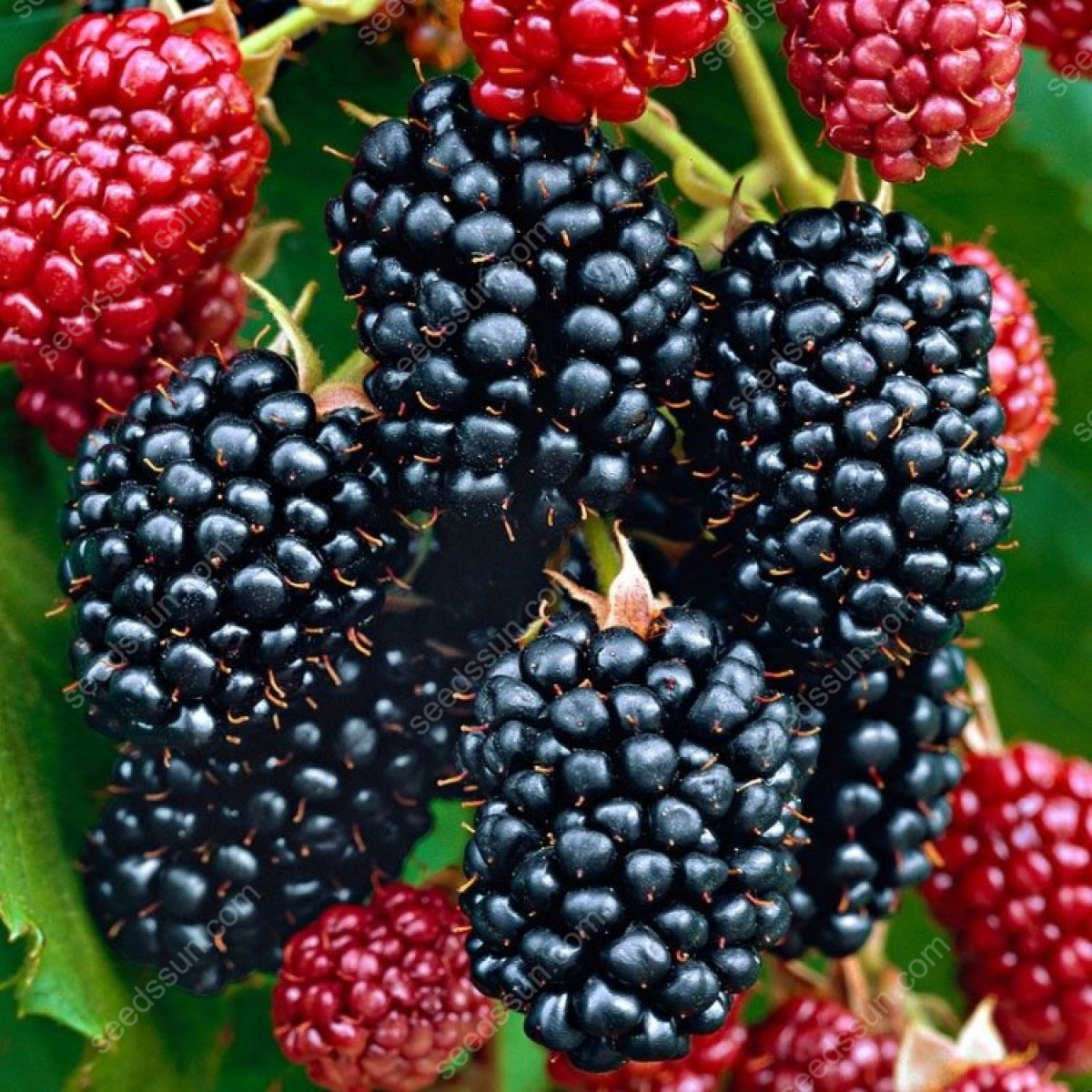 Giant Blackberry Seeds