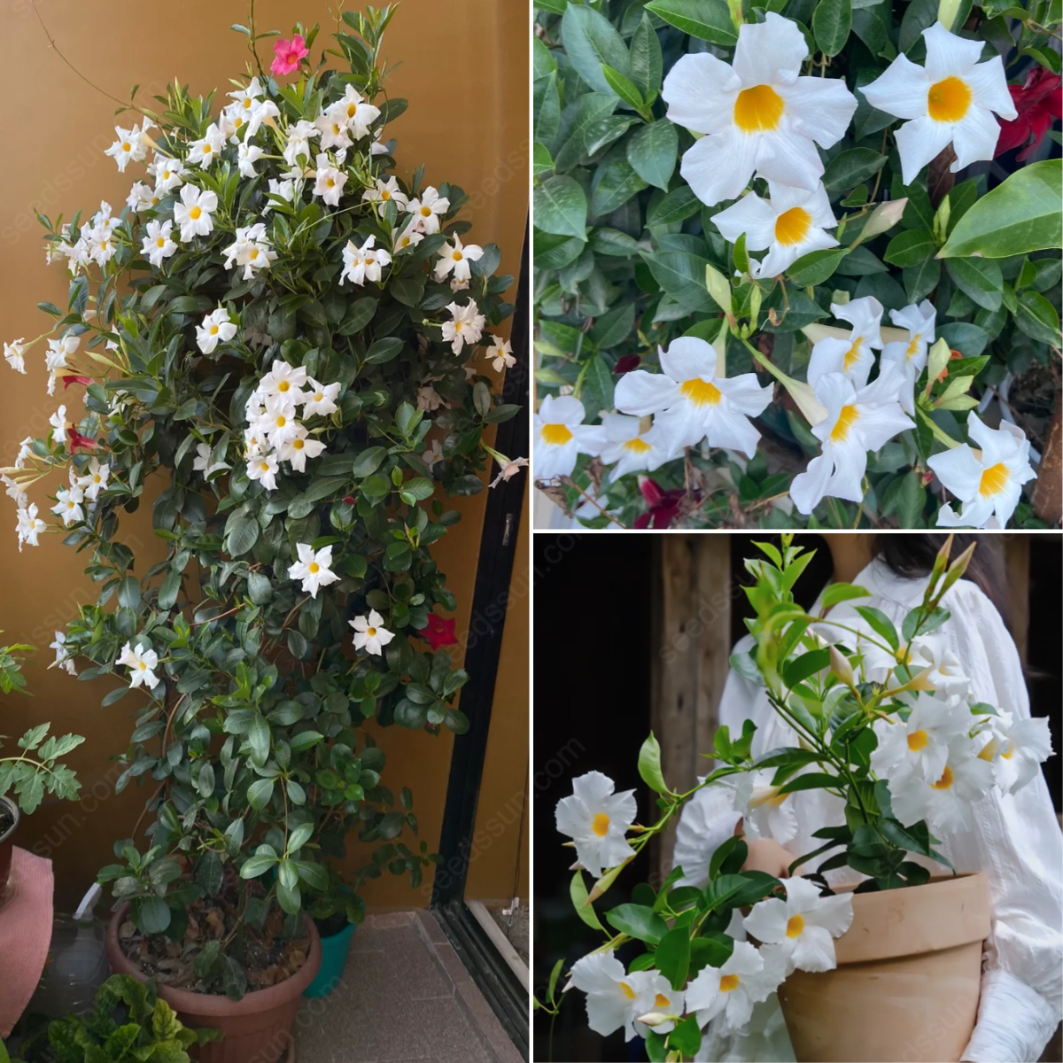 Mansoa Alliacea Seeds