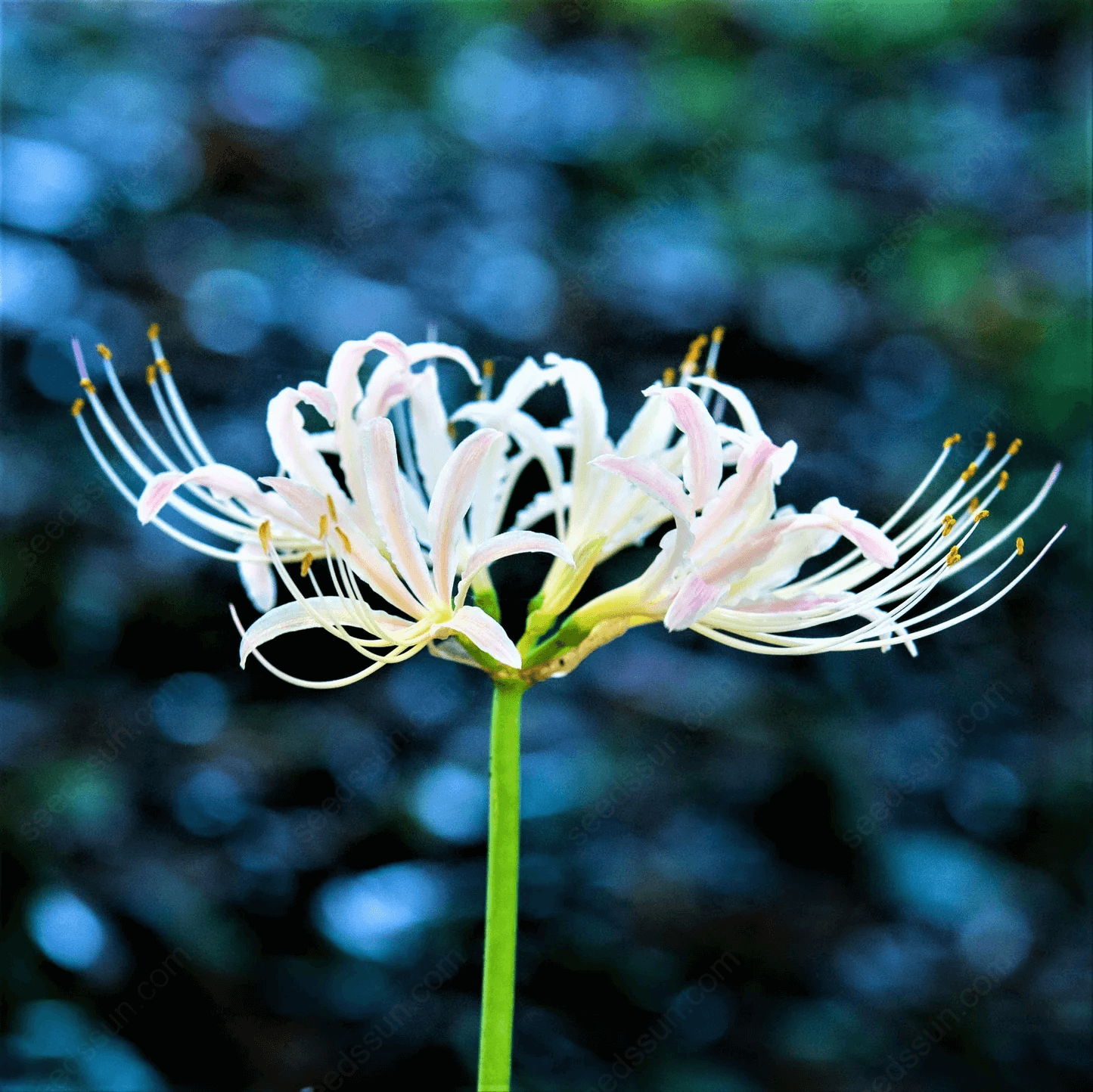 Spider Lily Blubs