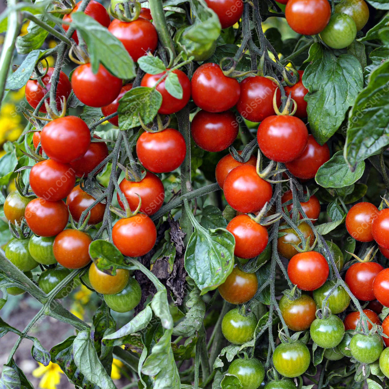 Solanum lycopersicum Tomato Seeds