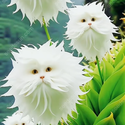 Cat Face Flower Seeds