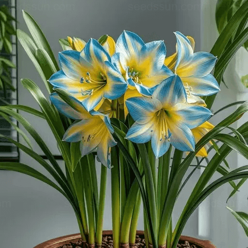 Amaryllis Bulbs – A Beautiful Addition To Your Garden