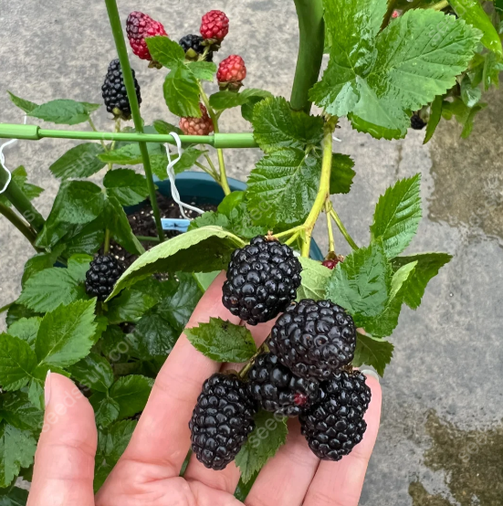 Giant Blackberry Seeds