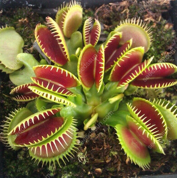 VENUS FLYTRAP SEEDS, PLANT SEEDS, INSECTIVOROUS PLANT