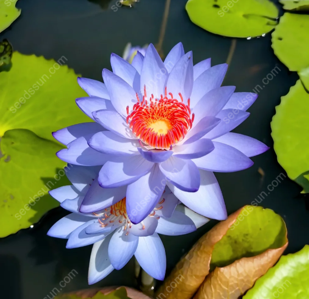 Nymphaea 'James Brydon' Seeds