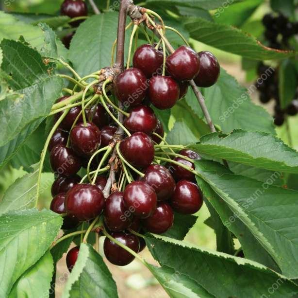 Prunus avium Sweet Cherry Seeds