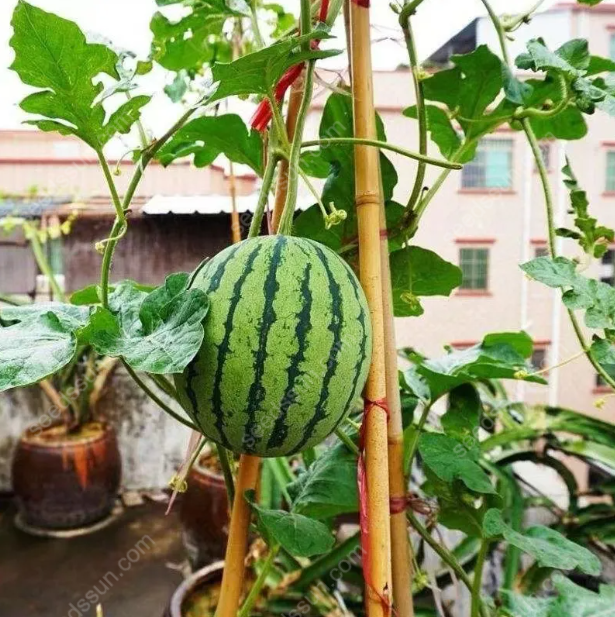 Watermelon Seeds🍉Last Day Sale - 60% OFF