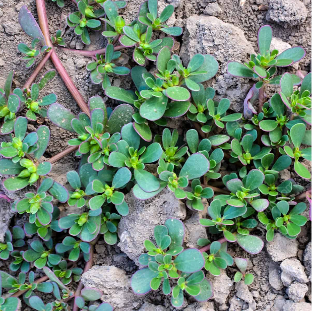 Portulaca Oleracea Seeds