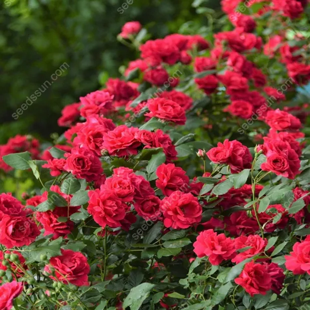 Redwood Creeper Flower Seeds🥰Last Day Sale - 60% OFF
