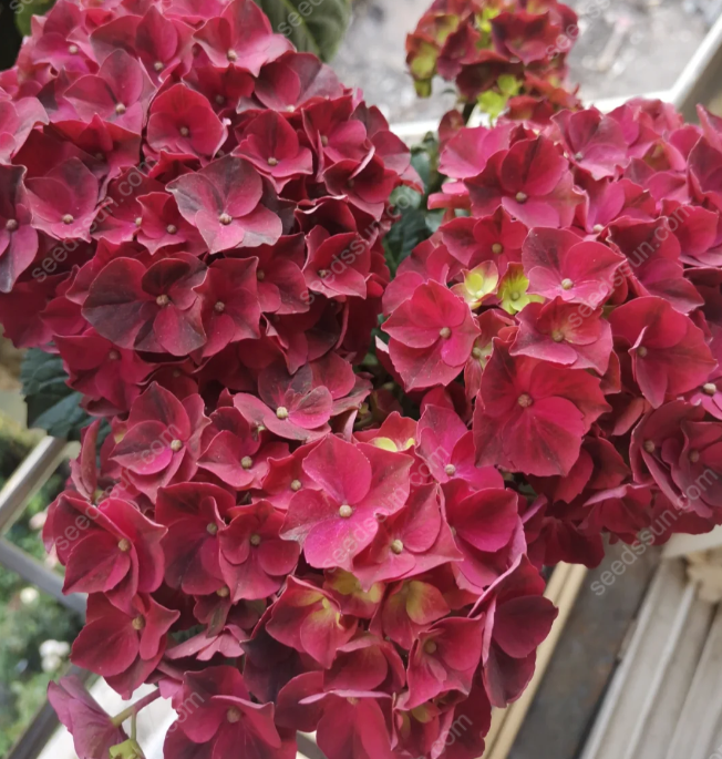 Rare Hydrangea Seeds