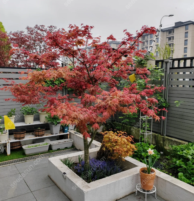 acer-palmatum-seeds
