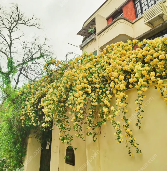 Redwood Creeper Flower Seeds🥰Last Day Sale - 60% OFF
