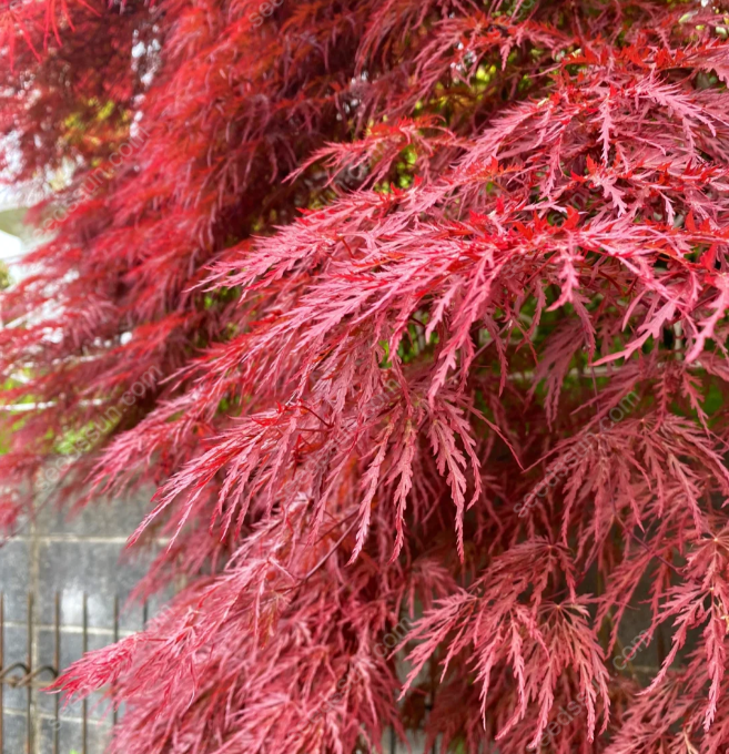 Acer Palmatum Seeds