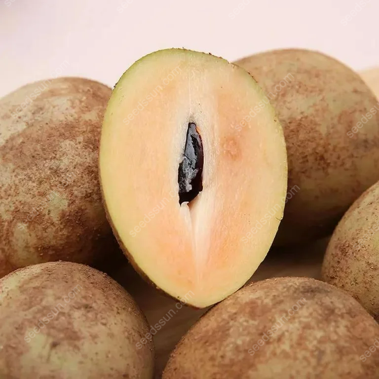 Fresh Rare Organic Theobroma Cacao Chocolate Tree Seeds