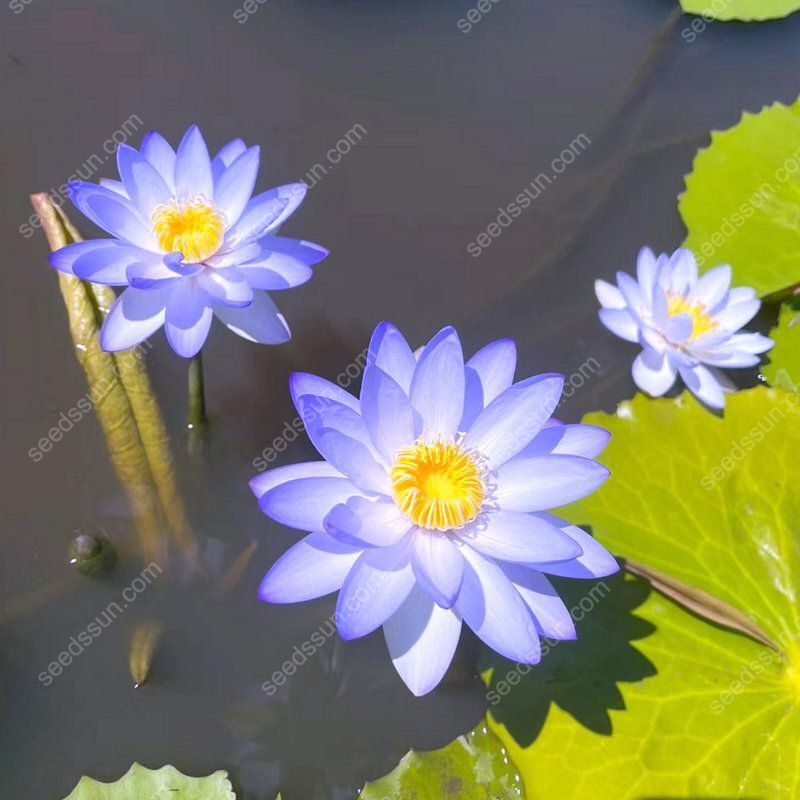 Nymphaea tetragona Seeds🪷【7 days germination】Last Day Sale - 60% OFF