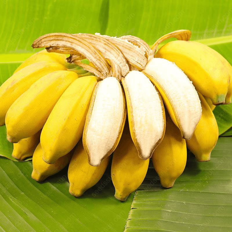 Banana Seeds