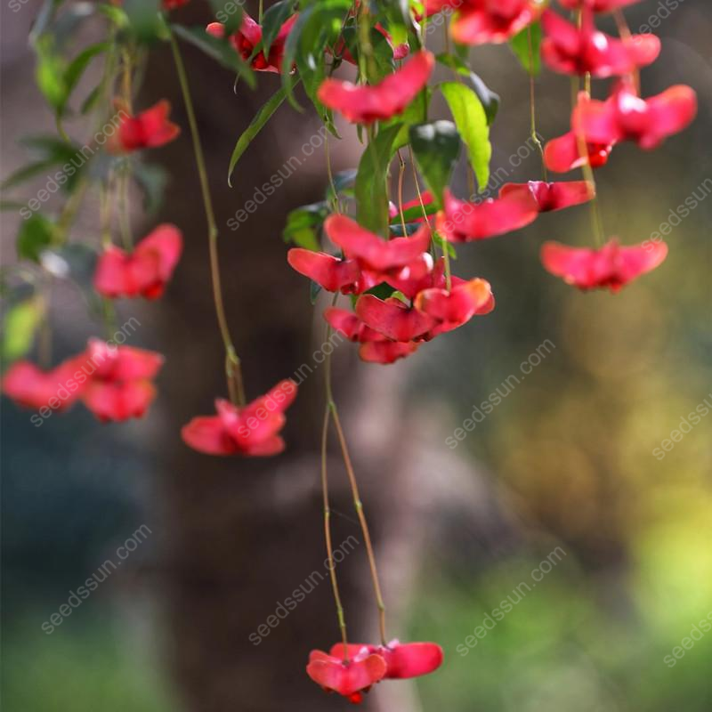 Mascagnia Macroptera Seeds